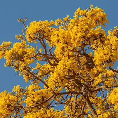 Pintor profissional na Asa Sul, Brasília, oferecendo serviços de pintura residencial e comercial com excelência, ideal para reformas de apartamentos, casas, salas comerciais e fachadas com acabamento de alto padrão.